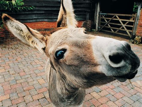 donkey and girl sex|Donkey fucks married woman while hubby is watching.